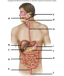 sc-8 sb-3-Human Digestive Systemimg_no 272.jpg